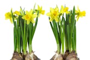 istock yellow daffodil (narcissus) isolated on white