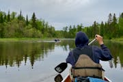 Near the Pigeon River in the Boundary Waters Canoe Area Wilderness.