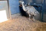 Erasmo the emu