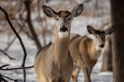 State legislators voted for a moratorium on new deer farms in an effort to control chronic wasting disease.