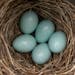 Five bluebird eggs in a nest