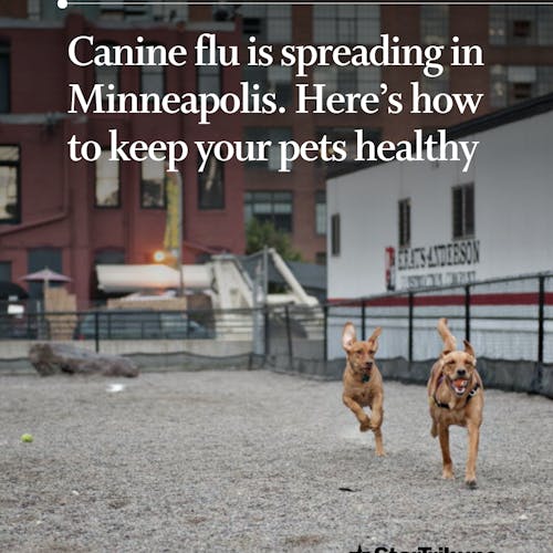 Minneapolis%20warns%20dog%20owners%20as%20canine%20flu%20spreads%20