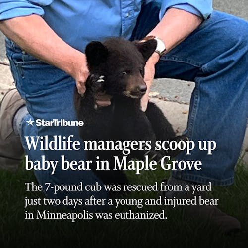 Wildlife%20managers%20scoop%20up%20baby%20bear%20in%20Maple%20Grove%20