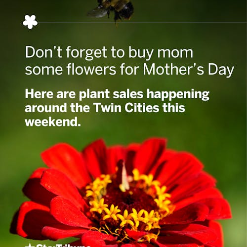 Don%E2%80%99t%20forget%20to%20buy%20mom%20some%20flowers%20for%20Mother%E2%80%99s%20Day.%20Here%20are%20plant%20sales%20happening%20around%20the%20Twin%20Cities%20this%20weekend.