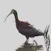 The white face on a white-faced ibis refers to the narrow strip of white feather curling around the eyes. A flock of 66 of this species was seen near 