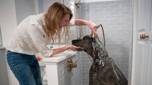 'Barkitecture' puts dogs at center of Minneapolis homeowner's laundry room design