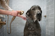 Kaisa Johnson attempts to clean Otto the Great Dane in her redesigned laundry room in the basement of her Minneapolis home on Wednesday. 