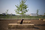Ash looked for another dog to play with Tuesday, May 23, at Unci Makha Dog Park in St. Paul, in the Highland Bridge development. The Trust for Public 