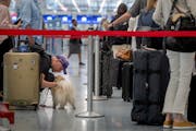 Felix Leiter, with his support dog Lola in tow, waited in line Thursday at Delta Air Lines’ check-in counter at the Minneapolis-St. Paul Internation