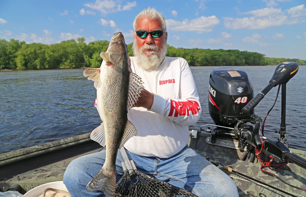 Fishing guide Dick “Griz’’ Grzywinski of St. Paul with a dandy walleye caught in the St. Croix River.