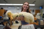 Katelyn Stack demonstrates how Woodstock the white-crested duck relaxes in her hand during class at Stillwater Area High School.