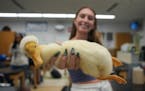 Katelyn Stack demonstrates how Woodstock the white crested duck relaxes in her hand during AP Bio class at Stillwater Area High School.