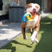 Charming the mixed breed played fetch in an outdoor run at Animal Care and Control in Minneapolis on May 25, 2023.