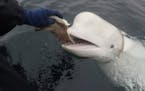 Norwegian authorities say that a beluga whale first spotted in Arctic Norway in 2019 with an apparent Russian-made harness and alleged to have come fr