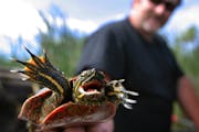 In this Star Tribune file photo from 2003, a state-licensed commercial trapper of turtles held a small painted turtle caught in the wild. Fewer than 3