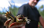 In this Star Tribune file photo from 2003, a state-licensed commercial trapper of turtles holds a small painted turtle caught in the wild. Fewer than 