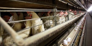 In this Nov. 16, 2009, file photo, chickens stand in their cages at a farm near Stuart, Iowa. 