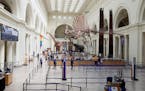 The 46-foot-long cast of a Spinosaurus suspended high above the Field Museum’s main hall after its unveiling, June 2, 2023, Chicago. 