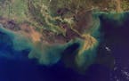 The Gulf of Mexico’s hypoxic “dead zone” at the end of the Mississippi River is seen by satellite south of Louisiana in 2017.