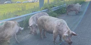 A semitrailer truck carrying hogs rolled over on Interstate 694 Friday morning. Several of the hogs got loose. 