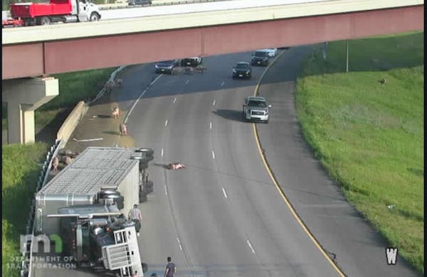 Watch: Pigs run loose after semi overturns on I-694 in Little Canada