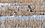 Migrating ducks used a wetland in western Minnesota. A Supreme Court ruling could cut into the protection of wetlands.