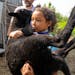 Amira Mayfield, 11, carries a lamb to a separate holding pen on her family’s truck Wednesday, June 14, 2023, at Hoch Orchard in La Crescent, Minn.  