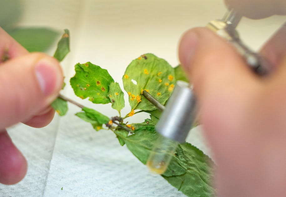 يعتقد العلماء أن الفطريات يمكن أن تهزم النبق الغازي