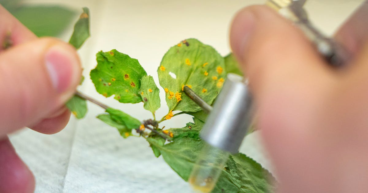Scientists think the fungus can defeat the invading buckthorn