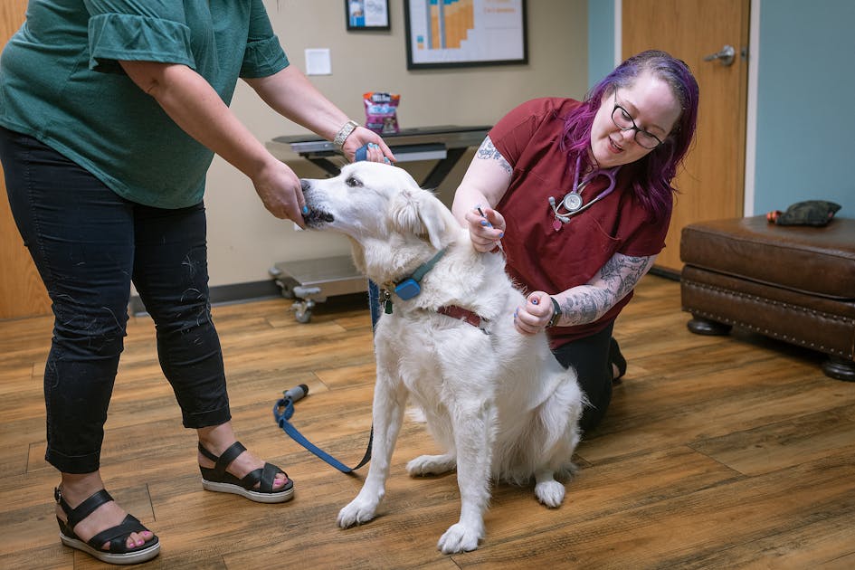 Minesotos pareigūnai ragina šunų savininkus apsvarstyti vakciną, nes plinta šunų gripas