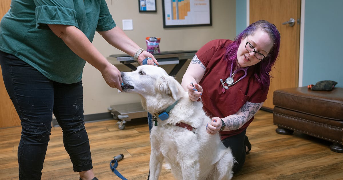 Oficialii din Minnesota îi îndeamnă pe proprietarii de câini să ia în considerare vaccinul pe măsură ce gripa canină se răspândește