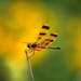 A Halloween pennant dragonfly perches on the end of a dead stem at Crow-Hassan Park Reserve in Hennepin County.