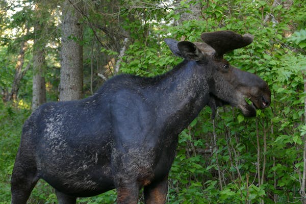 This moose on Lake Superior’s Isle Royale has destroyed almost all of its fur trying to remove winter ticks from its body, exposing the animal’s b