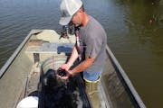 Live bait dealer Marshall Koep examined a sample of fatheads he trapped June 2 from a farm pond he rents in Otter Tail County.