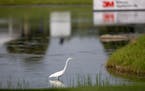 An egret makes his way in a pond near the 6th hole at the PGA Tour’s 3M Open.