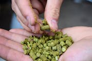 Hop pellets, or pelletized hop, are among the variety of beer ingredients and homebrewing equipment Northern Brewer sells. The retailer is closing its
