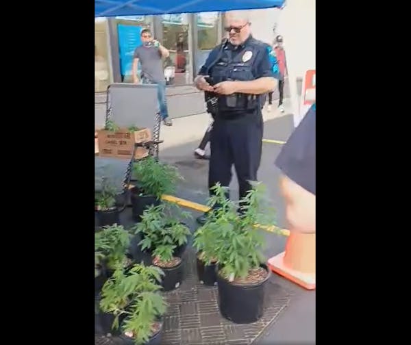 Police seized 22 cannabis plants on suspicion of them being marijuana for sale outside a tobacco shop in Faribault. The owner said the plants should b