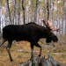 This photo of a bull moose was captured by a trail camera.