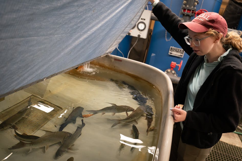 Fish tales: How the DNR lures the crowds to its well-stocked fish pond at the Minnesota State Fair