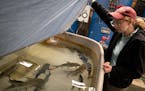 Genevieve Furtner, St. Paul State Fish Hatchery supervisor, pointed out some of the fish that were recently captured in area rivers for the Minnesota 