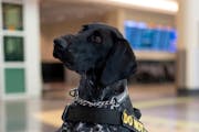 Vote: Minnesota dog in the running for cutest TSA pup