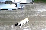A mountain lion was captured on video in Duluth on Aug. 20 near McQuade Harbor.