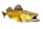 Anglers have reported success on walleyes and saugers on parts of Lake of the Woods.