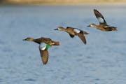 The higher blue-winged teal harvest in Minnesota can be attributed to the five-day early hunt experiment.