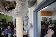 Thea the cat slept high on a perch out of reach of guests Friday, Feb. 16, 2018, at The Cafe Meow in Minneapolis.