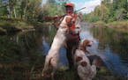 With their dogs by their side, and out ahead, Minnesota upland hunters eagerly await the state’s fall seasons for grouse, woodcock and pheasants.