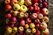 Sweetland Orchard in Webster has more than 100 varieties of apples. 