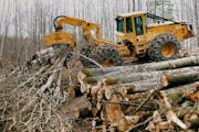 Logging on state wildlife management areas continues to draw criticism from DNR’s own wildlife managers, five years into the agency’s Sustainable 