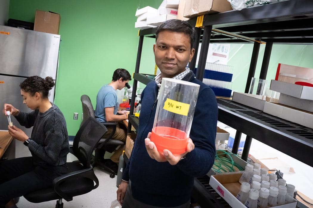 Siba Das, CEO of NovoClade Inc., held a jar of spotted wing drosophila Wednesday, Sept. 13, 2023, at the University Enterprise Laboratories. GLEN STUBBE • glen.stubbe@startribune.com