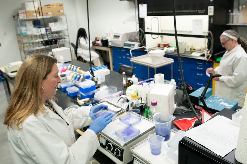 Yvonne Sullivan, development director at Kingfisher Biotech, inspected a testing tray for various proteins Wednesday, Sept. 13, 2023, at the University Enterprise Laboratories. GLEN STUBBE • glen.stubbe@startribune.com